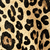 SM / CHEETAH