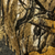 SM / SAVAGE OAK